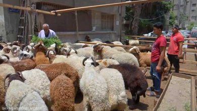 محافظة القاهرة تفرض غرامات كبيرة على ذبح الأضاحي في الشوارع