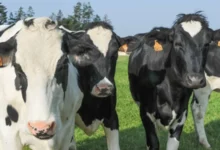 تونس تعلن تراجع قطيع الأبقار 20% وتطلق خطة وطنية لإعادة التوازن