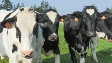 تونس تعلن تراجع قطيع الأبقار 20% وتطلق خطة وطنية لإعادة التوازن