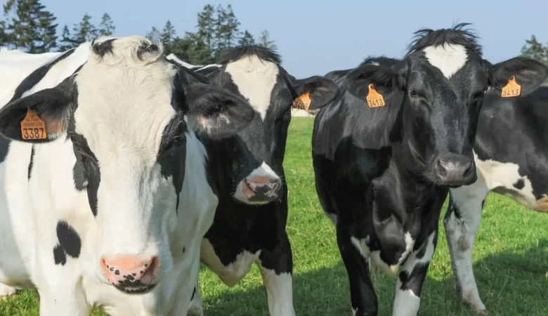 تونس تعلن تراجع قطيع الأبقار 20% وتطلق خطة وطنية لإعادة التوازن