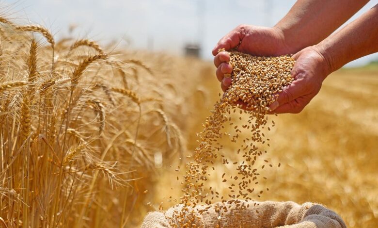 الجزائر تطرح مناقصة دولية لشراء قمح الطحين اللين بشحن محدود
