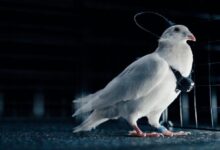 روسيا تستخدم الطيور لمهام المراقبة عبر رقائق عصبية ذكية!