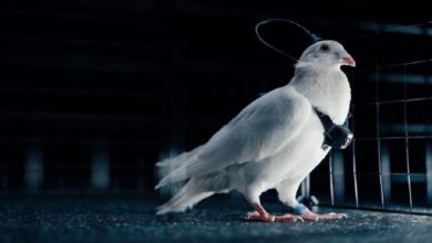 روسيا تستخدم الطيور لمهام المراقبة عبر رقائق عصبية ذكية!