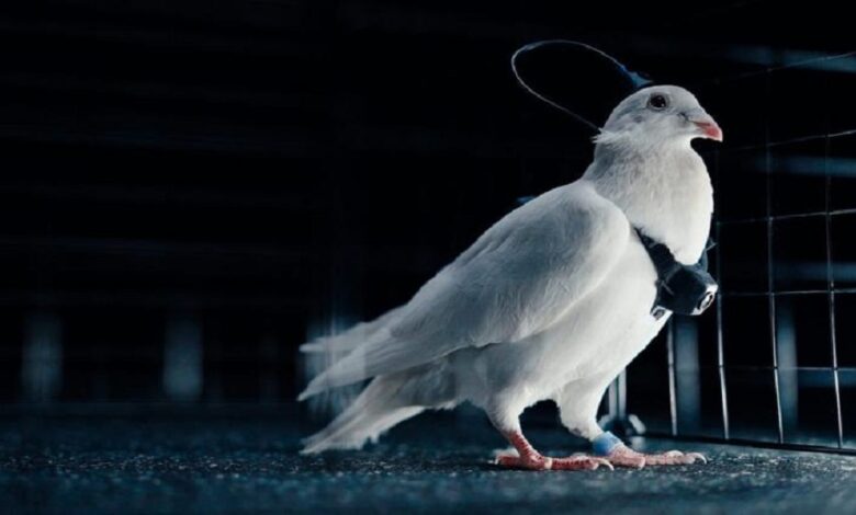 روسيا تستخدم الطيور لمهام المراقبة عبر رقائق عصبية ذكية!