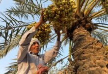 العراق يتصدر صادرات التمور: أكثر من 600 ألف طن سنوياً مقابل 66 ألف طن للجزائر