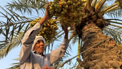العراق يتصدر صادرات التمور: أكثر من 600 ألف طن سنوياً مقابل 66 ألف طن للجزائر