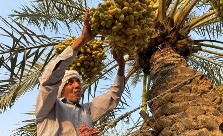 العراق يتصدر صادرات التمور: أكثر من 600 ألف طن سنوياً مقابل 66 ألف طن للجزائر