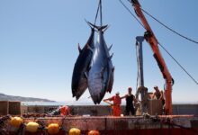 الجزائر تستعيد حصتها التاريخية في صيد التونة الحمراء