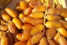 تونس تدخل تمور “دقلة النور” ضمن المواصفة الدولية للتمور الطازجة