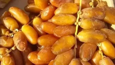 تونس تدخل تمور “دقلة النور” ضمن المواصفة الدولية للتمور الطازجة