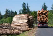 موريتانيا: الدرك يوقف سبعة متورطين في إنتاج فحم غير قانوني بروصو