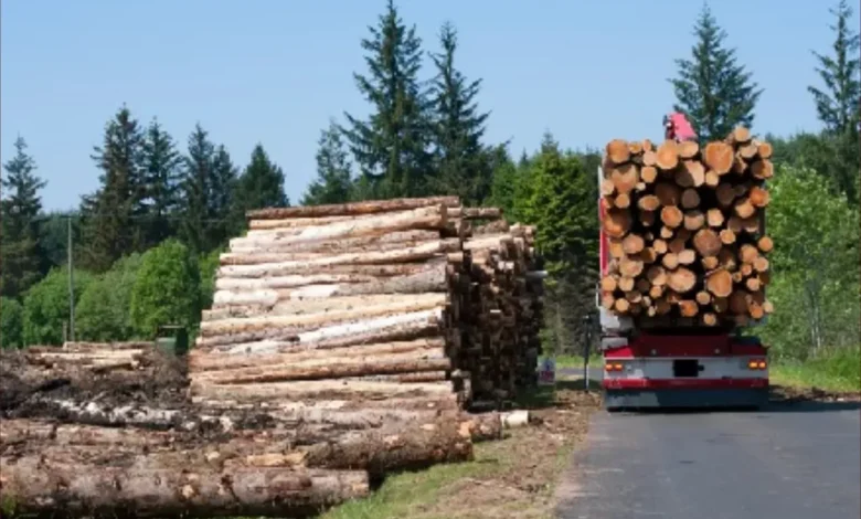 موريتانيا: الدرك يوقف سبعة متورطين في إنتاج فحم غير قانوني بروصو
