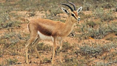 موريتانيا تنجح في إدراج غزال دوركاس ضمن الملحق الثاني لاتفاقية CITES لحماية الأنواع المهددة