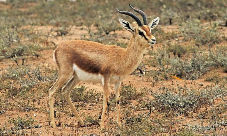 موريتانيا تنجح في إدراج غزال دوركاس ضمن الملحق الثاني لاتفاقية CITES لحماية الأنواع المهددة