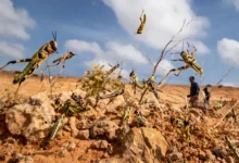 منظمة الأغذية والزراعة التابعة للأمم المتحدة "الفاو" تحذر من اجتياح الجراد الصحراوي لمناطق في ليبيا