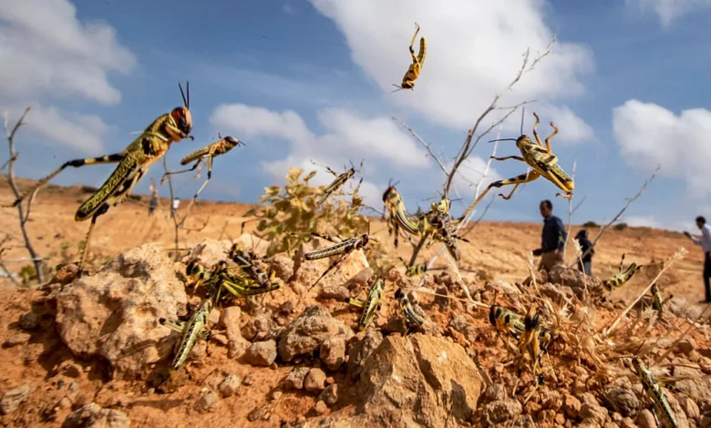 منظمة الأغذية والزراعة التابعة للأمم المتحدة "الفاو" تحذر من اجتياح الجراد الصحراوي لمناطق في ليبيا 1 منظمة الأغذية والزراعة التابعة للأمم المتحدة "الفاو" تحذر من اجتياح الجراد الصحراوي لمناطق في ليبيا