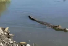 مدير مديرية الطب البيطرى بالشرقية: اللجنة المختصة رصدت تمساح طوله لا يتعدى متر وجاري البحث عنه