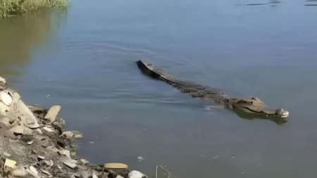 مدير مديرية الطب البيطرى بالشرقية: اللجنة المختصة رصدت تمساح طوله لا يتعدى متر وجاري البحث عنه