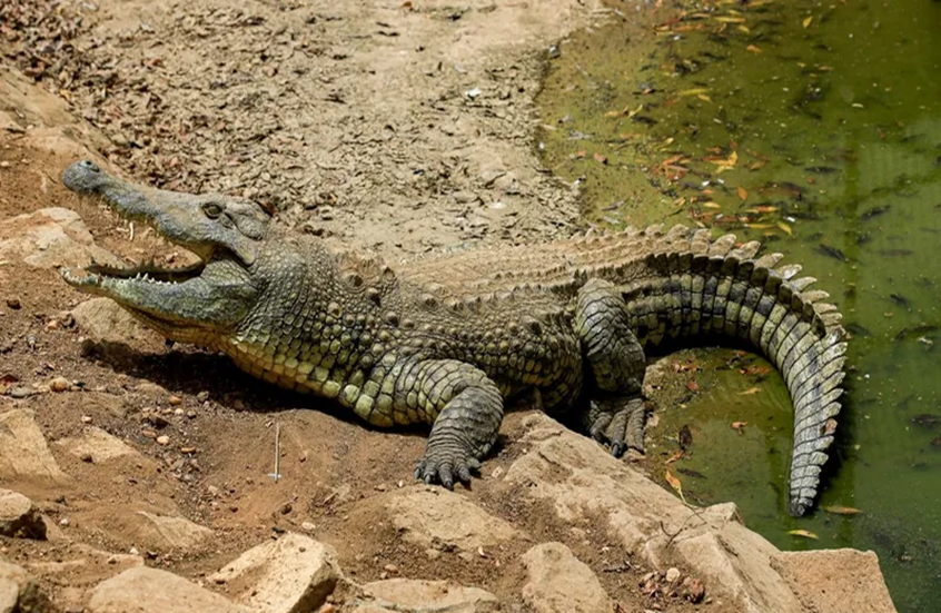 رعب في الشرقية بعد ظهور تماسيح في ترعة… وحملة مطاردة عاجلة! 7 رعب في الشرقية بعد ظهور تماسيح في ترعة… وحملة مطاردة عاجلة!