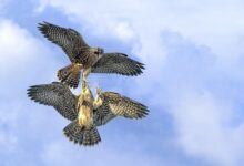 الداخلية العراقية تحذر من القنص دون تصاريح وتتوعد بالمصادرة والعقوبات