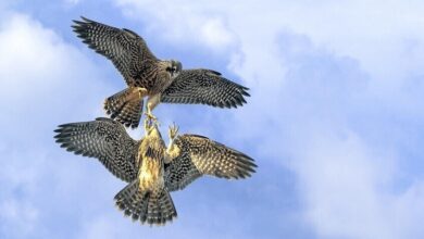 الداخلية العراقية تحذر من القنص دون تصاريح وتتوعد بالمصادرة والعقوبات