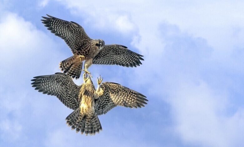 الداخلية العراقية تحذر من القنص دون تصاريح وتتوعد بالمصادرة والعقوبات