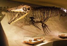 اكتشاف أول موزاصور عاش في مياه عذبة بأمريكا الشمالية