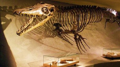 اكتشاف أول موزاصور عاش في مياه عذبة بأمريكا الشمالية 3 اكتشاف أول موزاصور عاش في مياه عذبة بأمريكا الشمالية