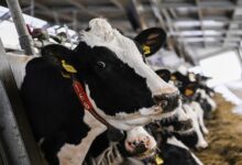 فرنسا تستعين بالجيش لتسريع تحصين الماشية ضد التهاب الجلد العقدي