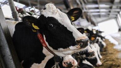 فرنسا تستعين بالجيش لتسريع تحصين الماشية ضد التهاب الجلد العقدي 2 فرنسا تستعين بالجيش لتسريع تحصين الماشية ضد التهاب الجلد العقدي