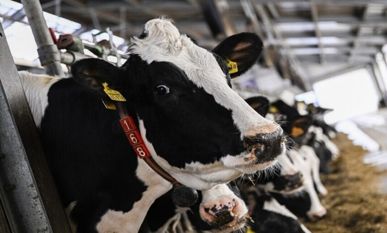 فرنسا تستعين بالجيش لتسريع تحصين الماشية ضد التهاب الجلد العقدي 1 فرنسا تستعين بالجيش لتسريع تحصين الماشية ضد التهاب الجلد العقدي