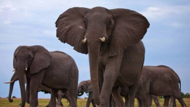 الهند.. مقـ. ـتل 7 فيلة صدمهم قطار