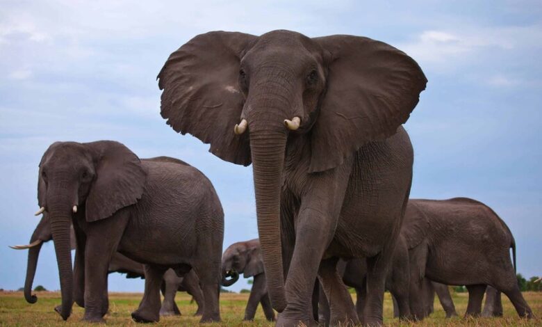 الهند.. مقـ. ـتل 7 فيلة صدمهم قطار