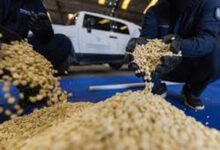 الجمارك السعودية تحبط تهريب أكثر من 368 ألف حبة كبتاغون في منفذ الحديثة