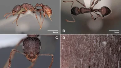 انجاز علمي لافت... باحث مغربي يكتشف نوعًا جديدًا من النمل ويطلق عليه اسم زوجته "ليلى"