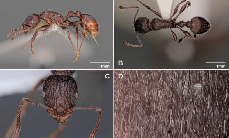 انجاز علمي لافت... باحث مغربي يكتشف نوعًا جديدًا من النمل ويطلق عليه اسم زوجته "ليلى"