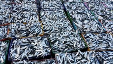 المغرب في طليعة المنظومة العالمية لمعالجة وتصدير السردين 6 المغرب في طليعة المنظومة العالمية لمعالجة وتصدير السردين