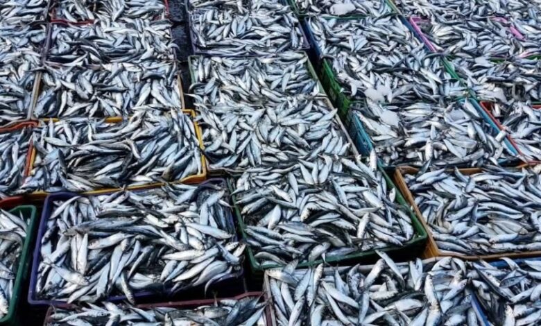 المغرب في طليعة المنظومة العالمية لمعالجة وتصدير السردين