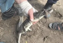 مصر : القبض على تمساح قرية الزوامل