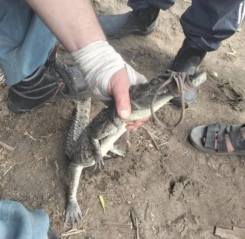 مصر : القبض على تمساح قرية الزوامل 1 مصر : القبض على تمساح قرية الزوامل