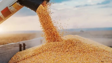 الجزائر تطرح مناقصة دولية لشراء 50 ألف طن من القمح الصلب