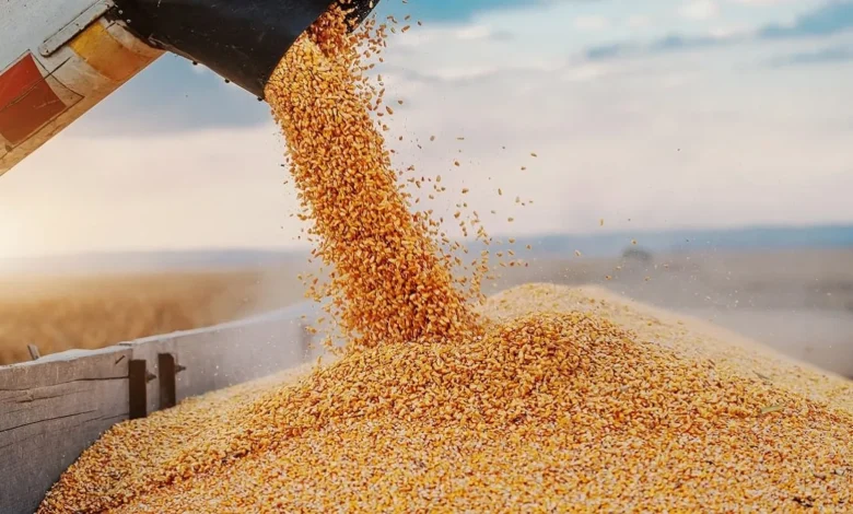 الجزائر تطرح مناقصة دولية لشراء 50 ألف طن من القمح الصلب