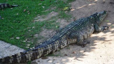 ذعر في قرية مصرية بعد انتشار التماسيح.. والسلطات تتدخل