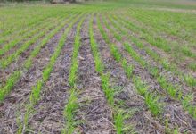 العراق يطلق مشروع الزراعة بدون حراثة لمواجهة التغير المناخية