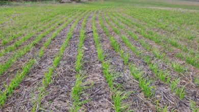 العراق يطلق مشروع الزراعة بدون حراثة لمواجهة التغير المناخية 2 العراق يطلق مشروع الزراعة بدون حراثة لمواجهة التغير المناخية