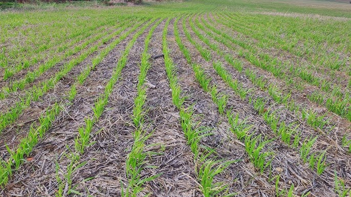 العراق يطلق مشروع الزراعة بدون حراثة لمواجهة التغير المناخية 1 العراق يطلق مشروع الزراعة بدون حراثة لمواجهة التغير المناخية