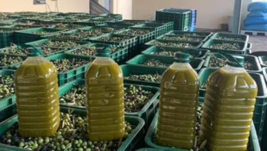 تونس تحافظ على المركز الثاني عالمياً في صادرات زيت الزيتون خلال موسم 2024-2025