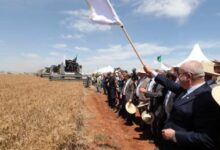 الجزائر تطرح مناقصة دولية لشراء 50 ألف طن من القمح