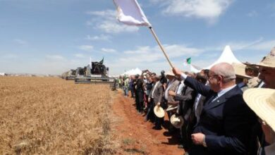 الجزائر تطرح مناقصة دولية لشراء 50 ألف طن من القمح