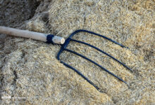 جزائري ينهـ. ـي حياة ابنته بـ"مذراة" بعد عودتها من المستشفى